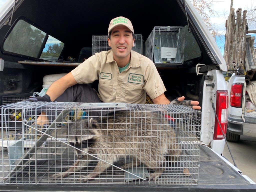 Cincinnati raccoon trapping