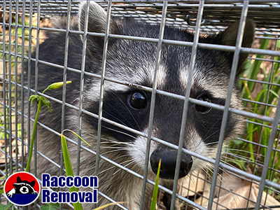 Cincinnati raccoon trapping